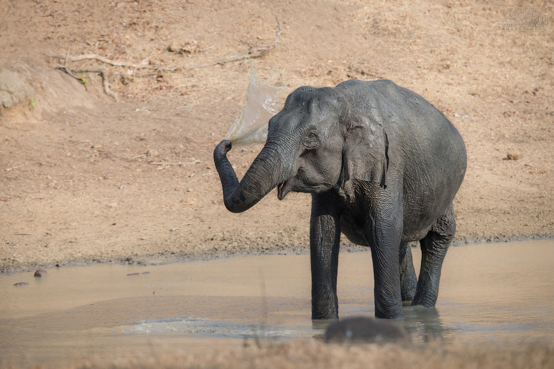 Kabini - Elephant Indian elephant in a pool in Kabini National Park in Karnataka. Stefan Cruysberghs